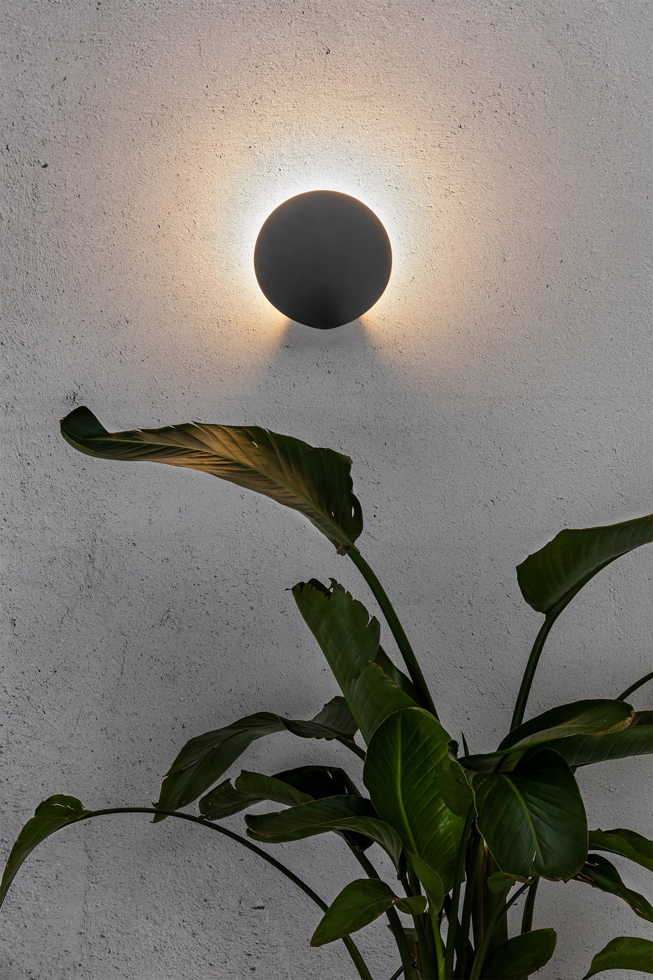 LOTUS Dark grey wall lamp