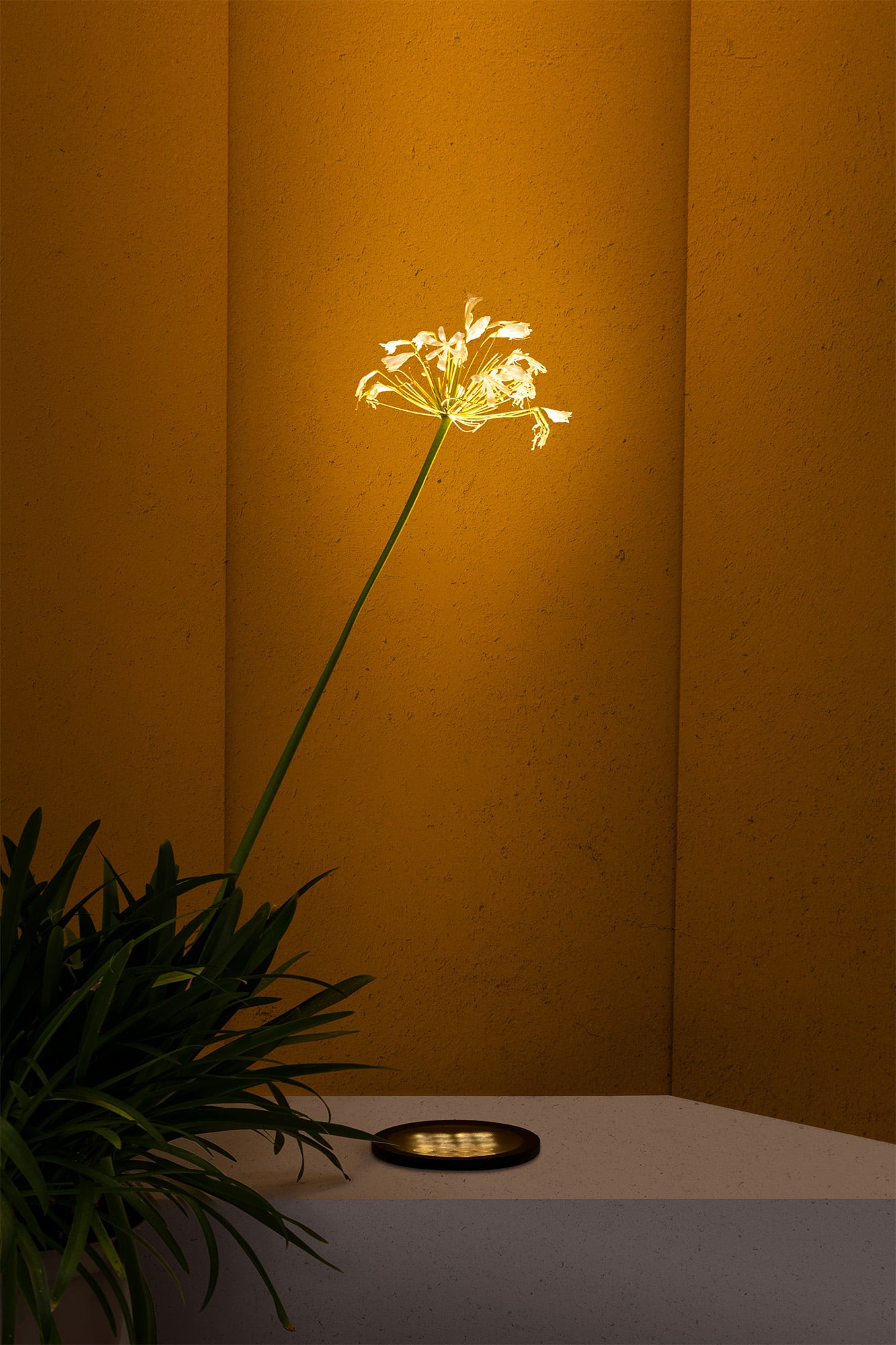 TRAS 25L Black recessed lamp 13º