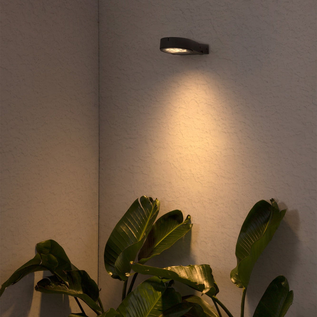 Wall-mounted outdoor light fixture on a white wall with a plant in the foreground.